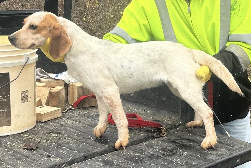 SHEPHERD'S X FACTOR GINGER