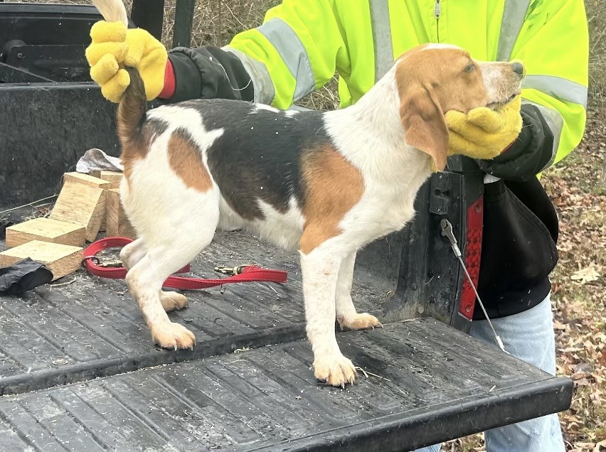 SHEPHERD'S X FACTOR LITTLE SALLY 