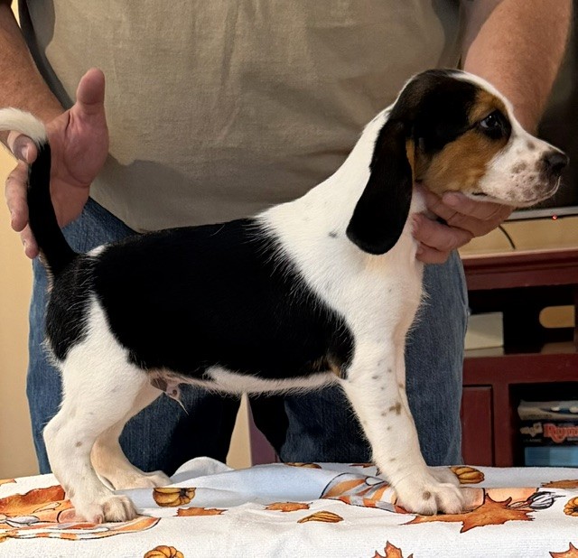 SHEPHERD'S KENTUCKY SNOOP DOG