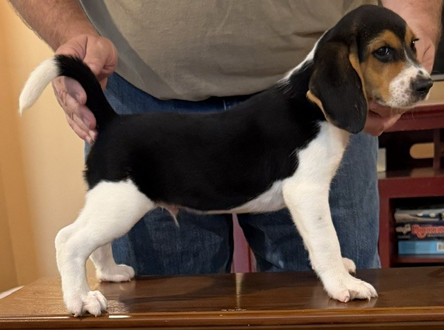 SHEPHERD'S KENTUCKY RIP IT UP
