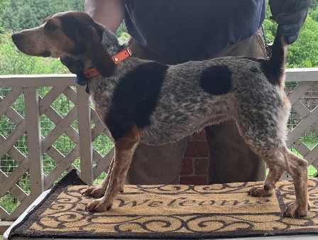 SHEPHERD'S BLUETICK BELLA