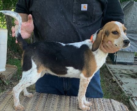 SHEPHERD'S X FACTOR SALLY