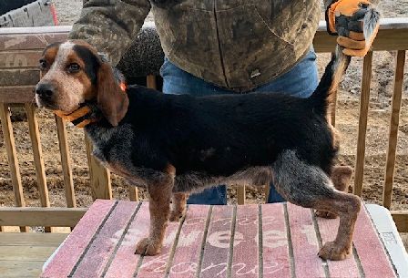 SHEPHERD'S BLUETICK RUDY 
