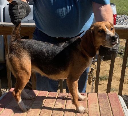 SHEPHERD'S KENTUCKY WREN