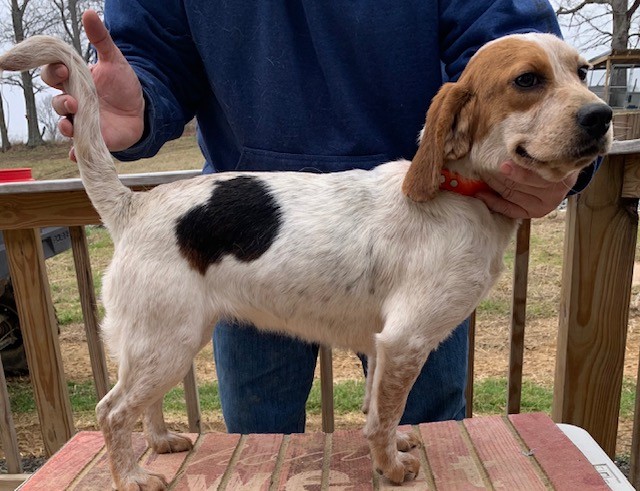 SHEPHERD'S X FACTOR GINGER