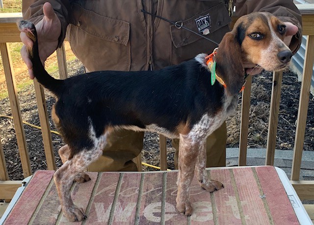 SHEPHERD'S HONEY BOO BOO