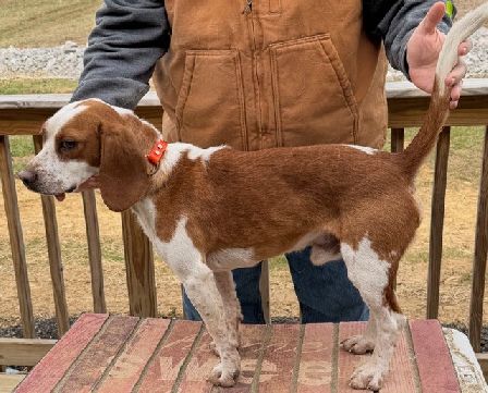 SHEPHERD'S KENTUCKY DEE JAY