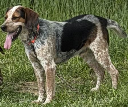 SHEPHERD'S KENTUCKY RANGER